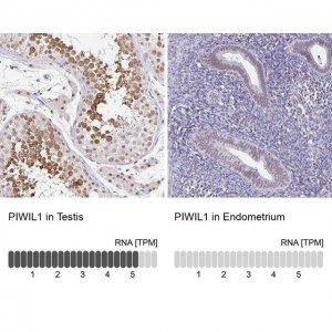 Anti-PIWIL1 antibody produced in rabbit 