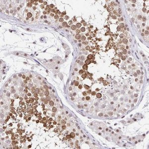 Anti-PIWIL1 antibody produced in rabbit 