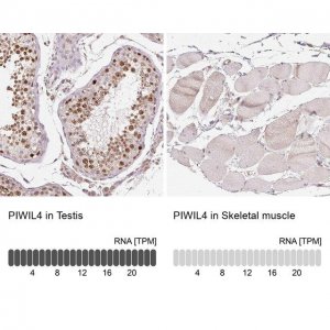 Anti-PIWIL4 antibody produced in rabbit 