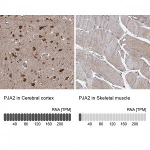 Anti-PJA2 antibody produced in rabbit 