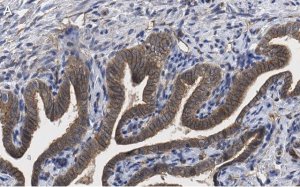 Anti-PKC Antibody, clone 1J13 ZooMAb Rabbit Monoclonal 