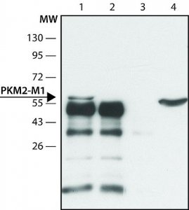 Anti-PKM2 (isoform M1) antibody produced in rabbit 