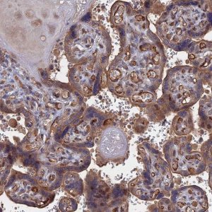 Anti-PLA2G15 antibody produced in rabbit 