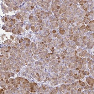 Anti-PLA2G1B antibody produced in rabbit 