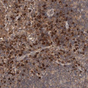 Anti-PLA2G3 antibody produced in rabbit 