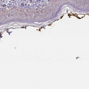 Anti-PLA2G4F antibody produced in rabbit 