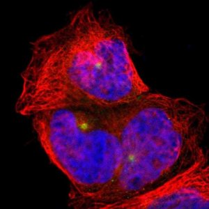 Anti-PLA2G6 antibody produced in rabbit 