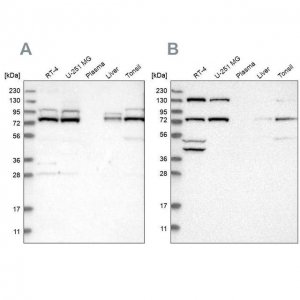 Anti-PLAA antibody produced in rabbit 