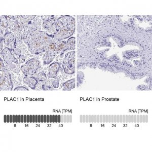 Anti-PLAC1 antibody produced in rabbit 