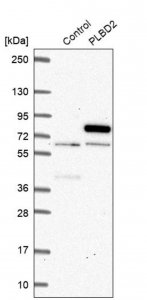 Anti-PLBD2 antibody produced in rabbit 