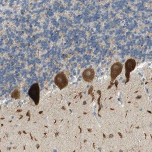 Anti-PLBD2 antibody produced in rabbit 