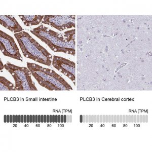 Anti-PLCB3 antibody produced in rabbit 