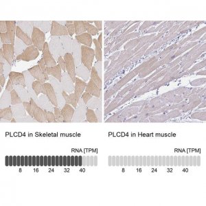 Anti-PLCD4 antibody produced in rabbit 