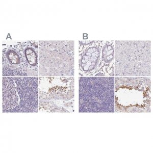 Anti-PLCD4 antibody produced in rabbit 
