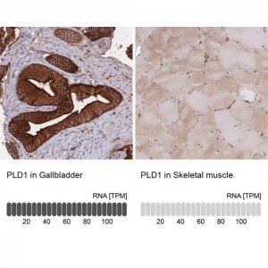Anti-PLD1 antibody produced in rabbit 