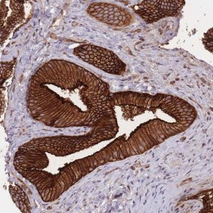 Anti-PLD1 antibody produced in rabbit 