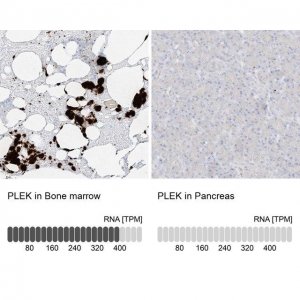 Anti-PLEK antibody produced in rabbit HPA031838-100UL