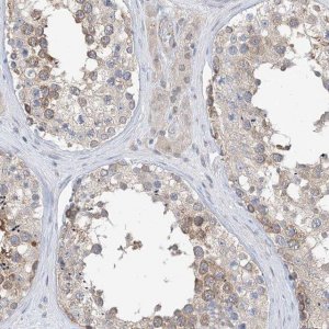Anti-PLEKHA3 antibody produced in rabbit 