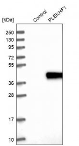 Anti-PLEKHF1 antibody produced in rabbit HPA025925-100UL
