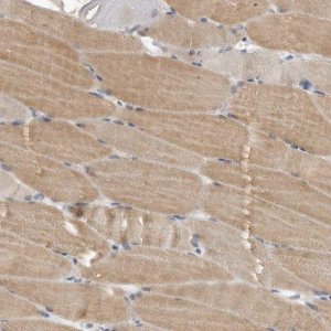 Anti-PLEKHF1 antibody produced in rabbit HPA025925-100UL
