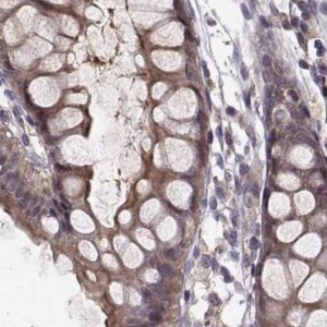 Anti-PLEKHG3 antibody produced in rabbit 