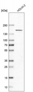 Anti-PLEKHM1 antibody produced in rabbit 