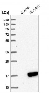 Anti-PLGRKT antibody produced in rabbit 