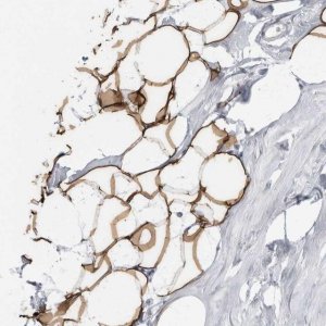 Anti-PLIN1 antibody produced in rabbit 