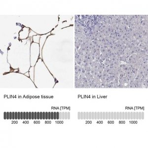 Anti-PLIN4 antibody produced in rabbit 