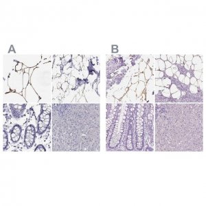 Anti-PLIN4 antibody produced in rabbit 