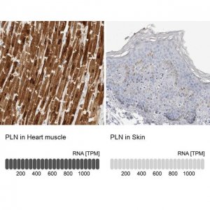 Anti-PLN antibody produced in rabbit 