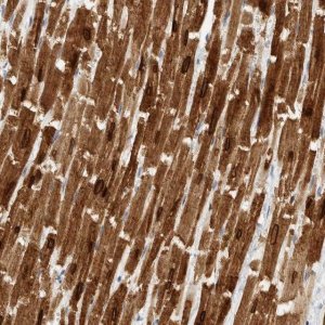Anti-PLN antibody produced in rabbit 