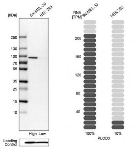 Anti-PLOD3 antibody produced in rabbit HPA001236-100UL