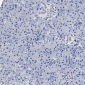 Anti-PLP1 antibody produced in rabbit 