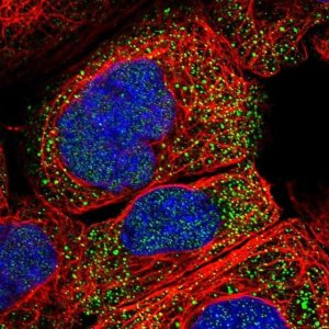 Anti-PLPP6 antibody produced in rabbit 