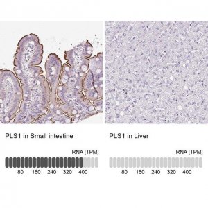 Anti-PLS1 antibody produced in rabbit 