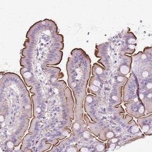 Anti-PLS1 antibody produced in rabbit 