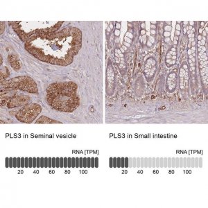 Anti-PLS3 antibody produced in rabbit 