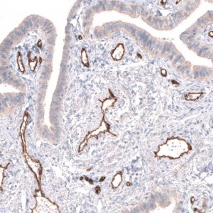 Anti-PLVAP antibody produced in rabbit 