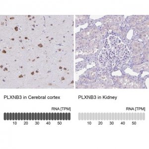 Anti-PLXNB3 antibody produced in rabbit 