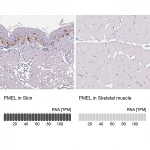 Anti-PMEL antibody produced in rabbit HPA031649-100UL