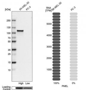 Anti-PMEL antibody produced in rabbit HPA031649-100UL