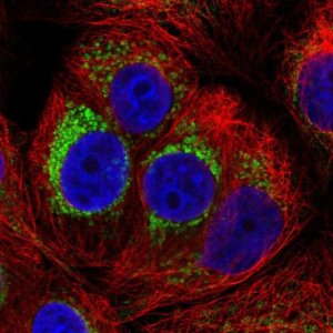 Anti-PMPCA antibody produced in rabbit 