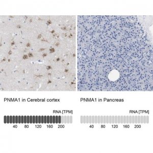 Anti-PNMA1 antibody produced in rabbit HPA015007-100UL