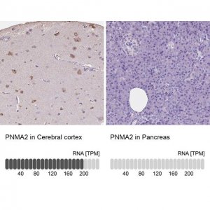 Anti-PNMA2 antibody produced in rabbit 