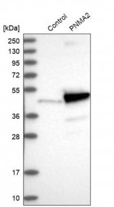 Anti-PNMA2 antibody produced in rabbit 