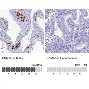 Anti-PNMA5 antibody produced in rabbit 