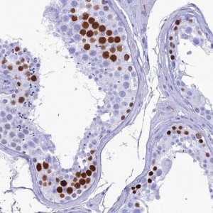 Anti-PNMA5 antibody produced in rabbit 