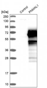 Anti-PNMAL1 antibody produced in rabbit 