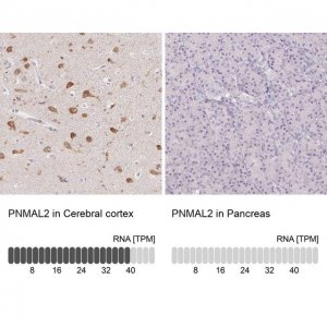 Anti-PNMAL2 antibody produced in rabbit 